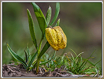 Fritillairtes